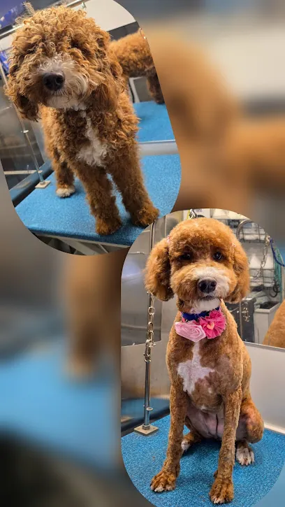 Coconut Pet Spa Mobile Grooming — photo from their website