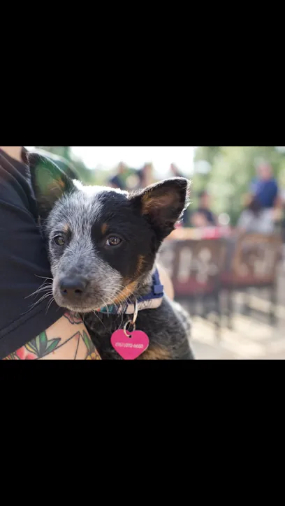 Murphy's Mobile Pet Services — photo from their website