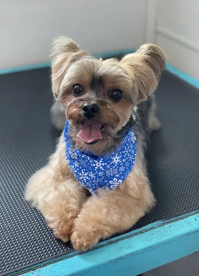 Pups N Suds Small Breed Mobile Dog Grooming — photo from their website