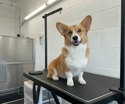 Paw Perfect Mobile Grooming — photo from their website