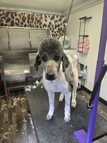 Adrieon's Mobile Pet Spa — photo from their website
