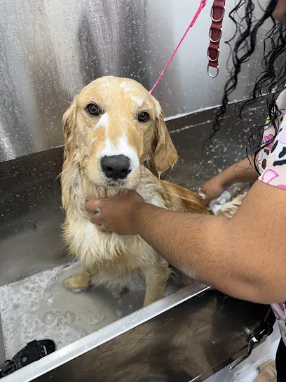 SB Mobile Grooming — photo from their website