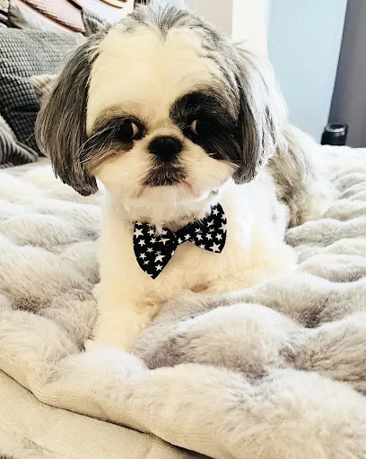 Bubbles To Bows Mobile Pet Grooming Inc — photo from their website