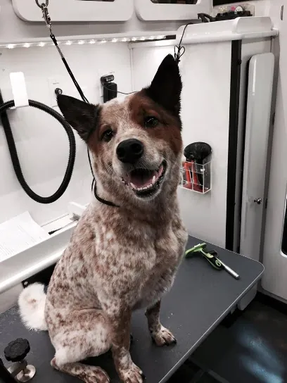 Pet's Envy Mobile Pet Spa — photo from their website