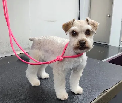 Kare Bear Mobile Pet Salon — photo from their website