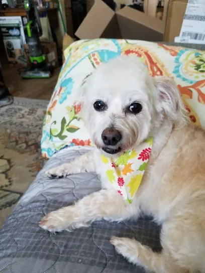 Puppy Pawlor Mobile Grooming — photo from their website