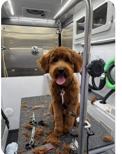 Precious Paws Mobile Grooming Salon — photo from their website