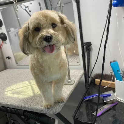 Groombuggy Mobile Dog Grooming — photo from their website