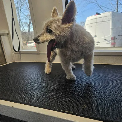 Red Rover Mobile Grooming — photo from their website