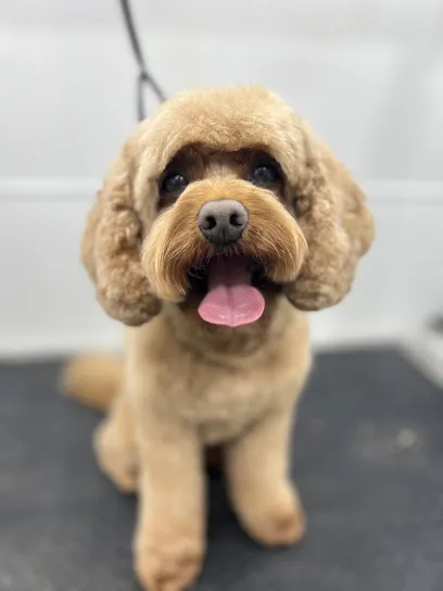 Happy Tails Mobile Pet Grooming — photo from their website