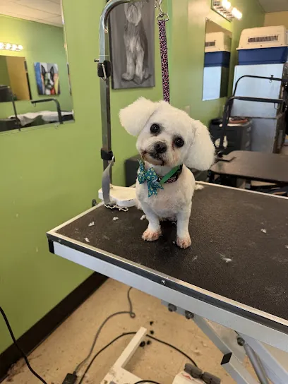 Little Oasis Mobile grooming — photo from their website