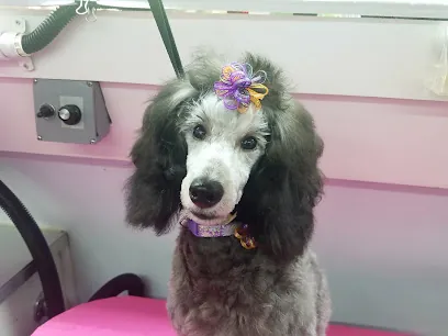 Paw Spa Mobile Grooming Salon — photo from their website