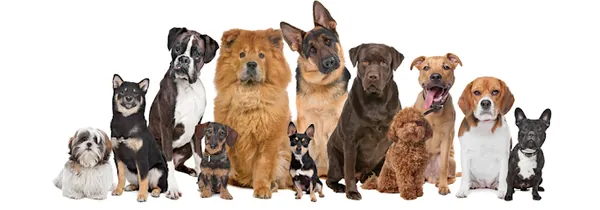 Curbside Clippers Mobile Dog Grooming — photo from their website