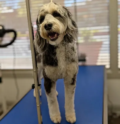 Good Dog Spa & Grooming Granite Bay — photo from their website