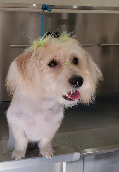 My Favorite Pet Spa - Mobile Grooming — photo from their website