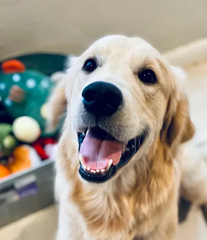 Amie's At Home Pet Care — photo from their website