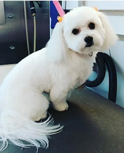 Dapper Dog Mobile Grooming — photo from their website