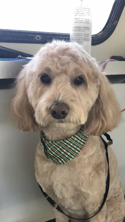 Heather’s Mobile Doggy Salon — photo from their website