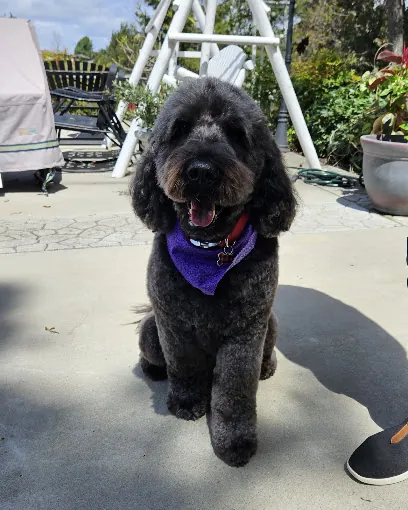 Local Dog, Mobile Pet Grooming — photo from their website
