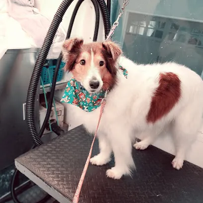 Noni's mobile pet grooming — photo from their website