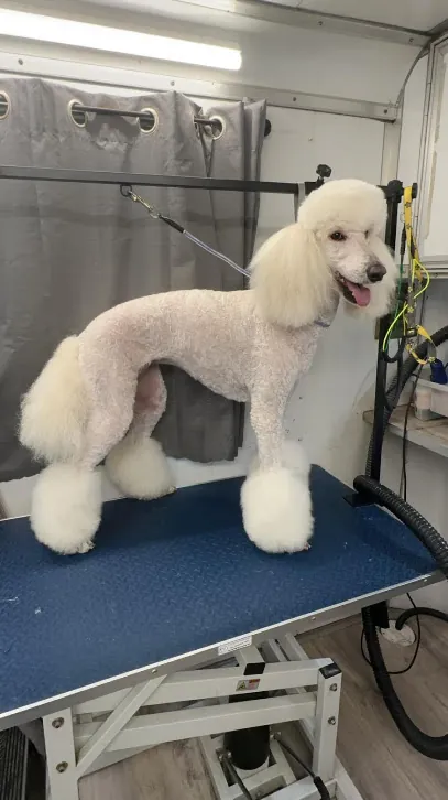 C&C Mobile Grooming — photo from their website