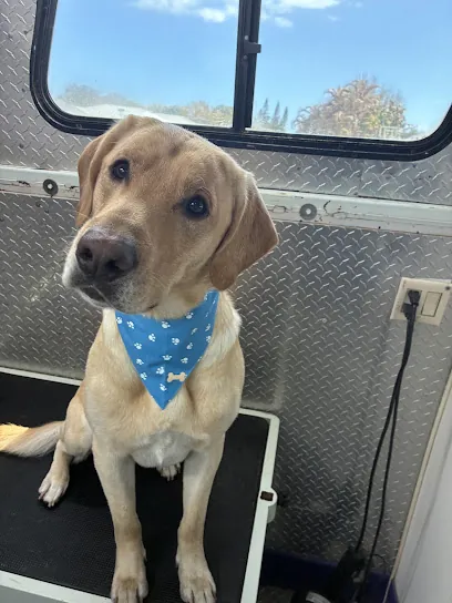 Paws & Palms Mobile Grooming by Alyssa🌴🐾 — photo from their website