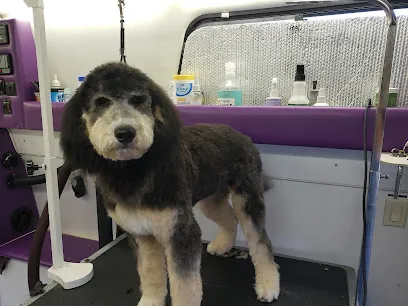 All Fur Dogs Mobile Pet Grooming — photo from their website