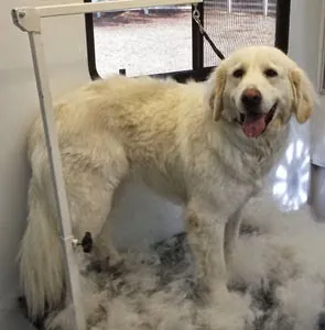 It's A Dog's Life Mobile Pet Spaw — photo from their website
