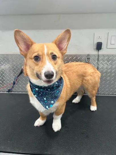 S & M Mobile Pet Grooming — photo from their website