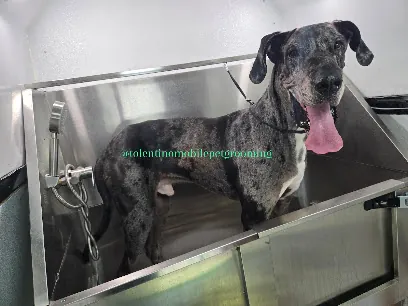 Tolentino Mobile Pet Grooming — photo from their website
