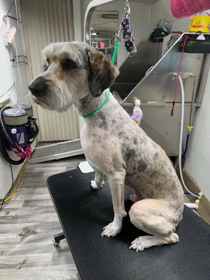 South Paw Grooming Mobile — photo from their website