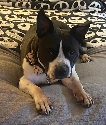 Shampooch Mobile Pet Grooming — photo from their website