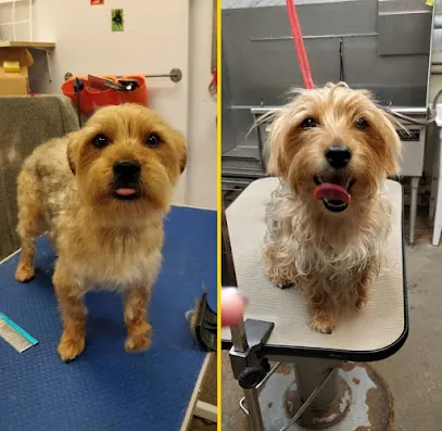 Mobile Grooming Vegas — photo from their website