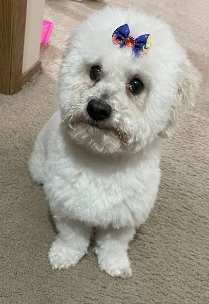 North Idaho Mobile Grooming — photo from their website
