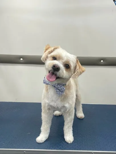 Paws & Bath Mobile Dog Grooming — photo from their website