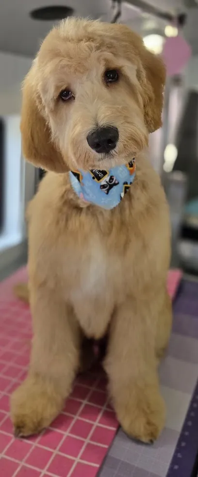Fluffin Around Mobile Dog Grooming — photo from their website