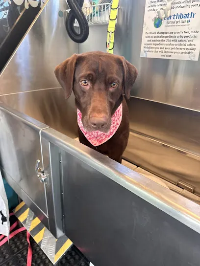 Soggy Doggy Mobile Pet Wash & Training — photo from their website
