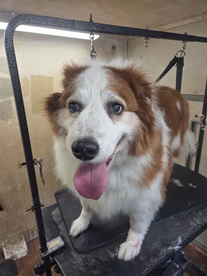 Barkingham Mobile Pet Spaw — photo from their website