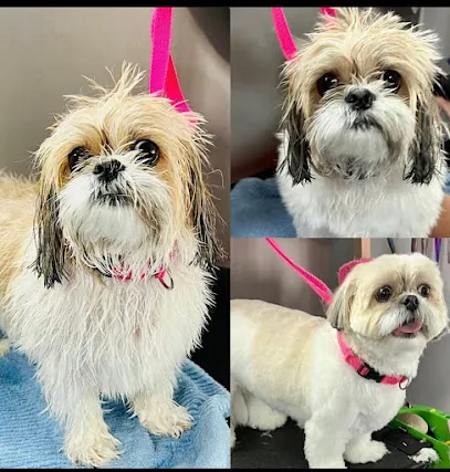 Canine swagg mobile pet spa — photo from their website