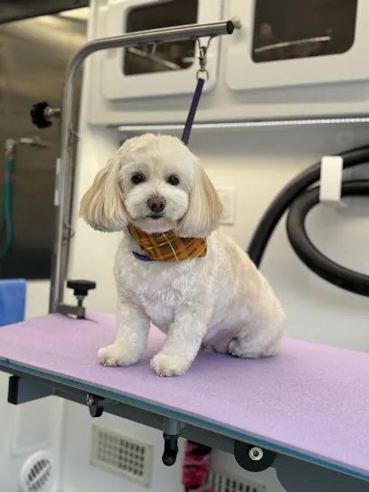 Dog's Best Friend Mobile Grooming — photo from their website