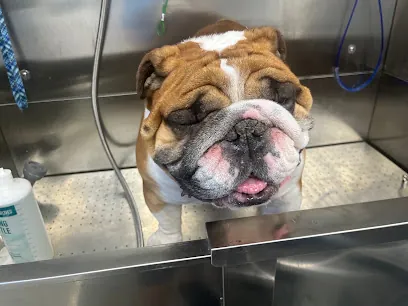 Murph’s Mobile Doggie Spa — photo from their website