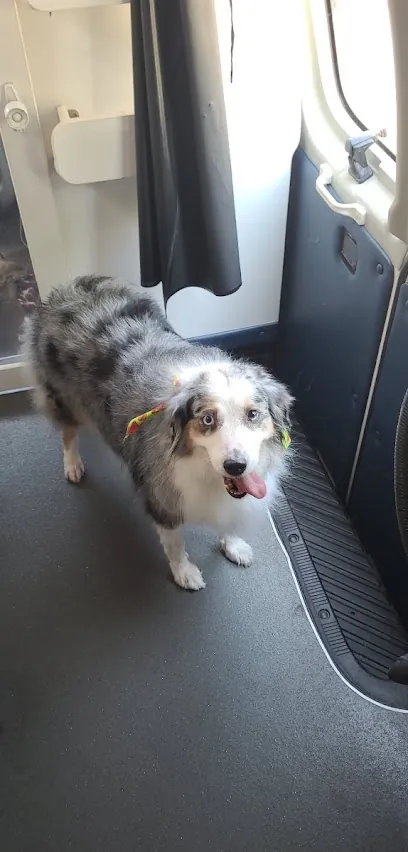 Green Dog Clean Dog Mobile Dog Grooming and Pet Care — photo from their website