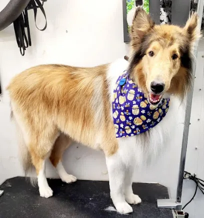 Von Paws - Mobile Dog Grooming — photo from their website