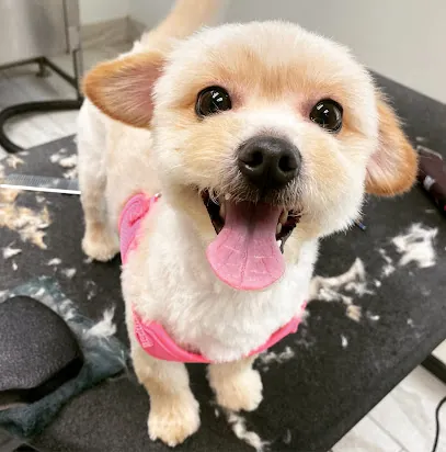 Shake It Off Mobile Pet Salon LLC — photo from their website