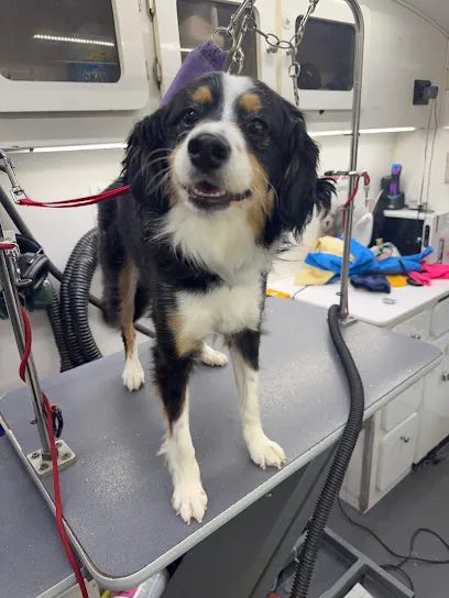 Healthy Dog Mobile Grooming Spa — photo from their website