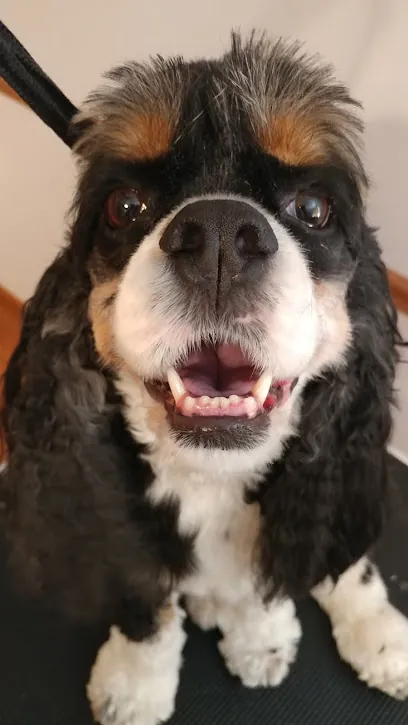 Hair Of The Dog Mobile Pet Salon — photo from their website