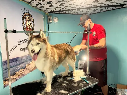 Captain Fluff Mobile Grooming — photo from their website