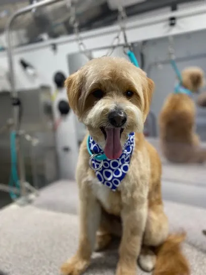 Little Paws Perfection Mobile Grooming — photo from their website