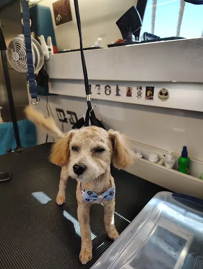 Pimp your pet Mobile pet grooming — photo from their website
