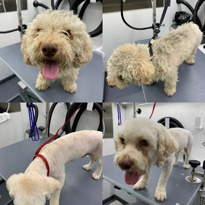 Lucky Dawg Mobile Grooming — photo from their website